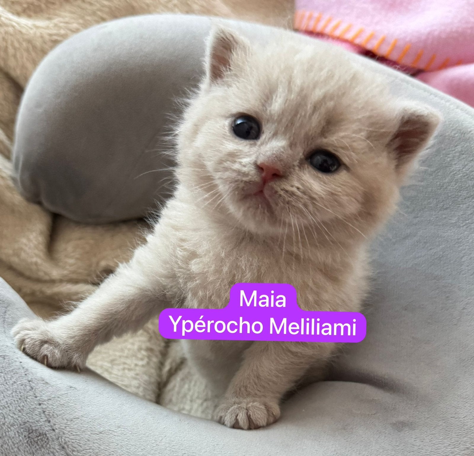British shorthair, Plusieurs animaux, Avec pedigree, 0 à 2 ans