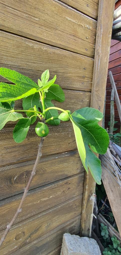 Vijgenboom, Tuin en Terras, Ophalen, Vijgenboom