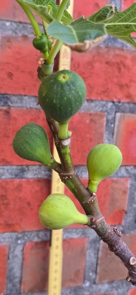 Vijgenboom 'BROWN TURKEY' vijgen boom Ficus Carica 1v12, Tuin en Terras, Ophalen, Lente, Volle zon, In pot