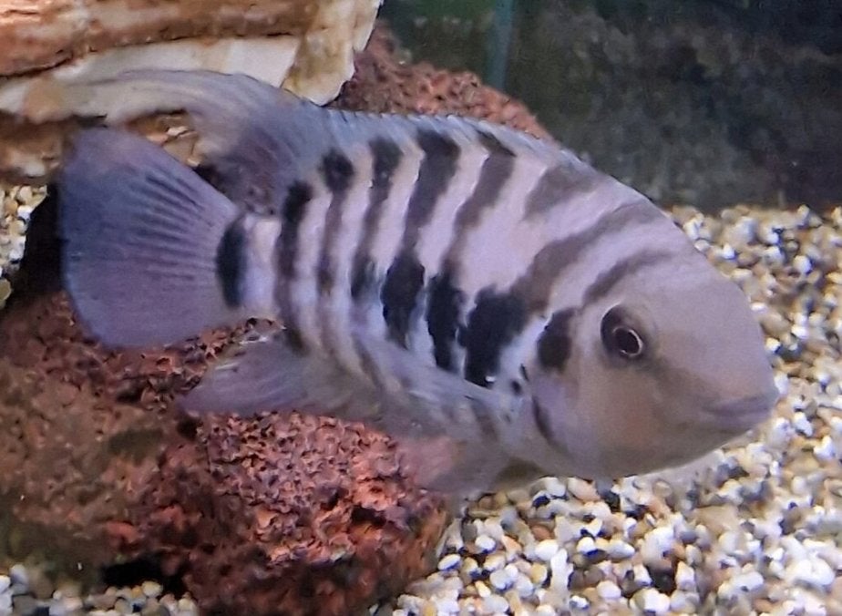 Amatitlania nigrofasciata albino en gewone, Dieren en Toebehoren, Vis, Zoetwatervis