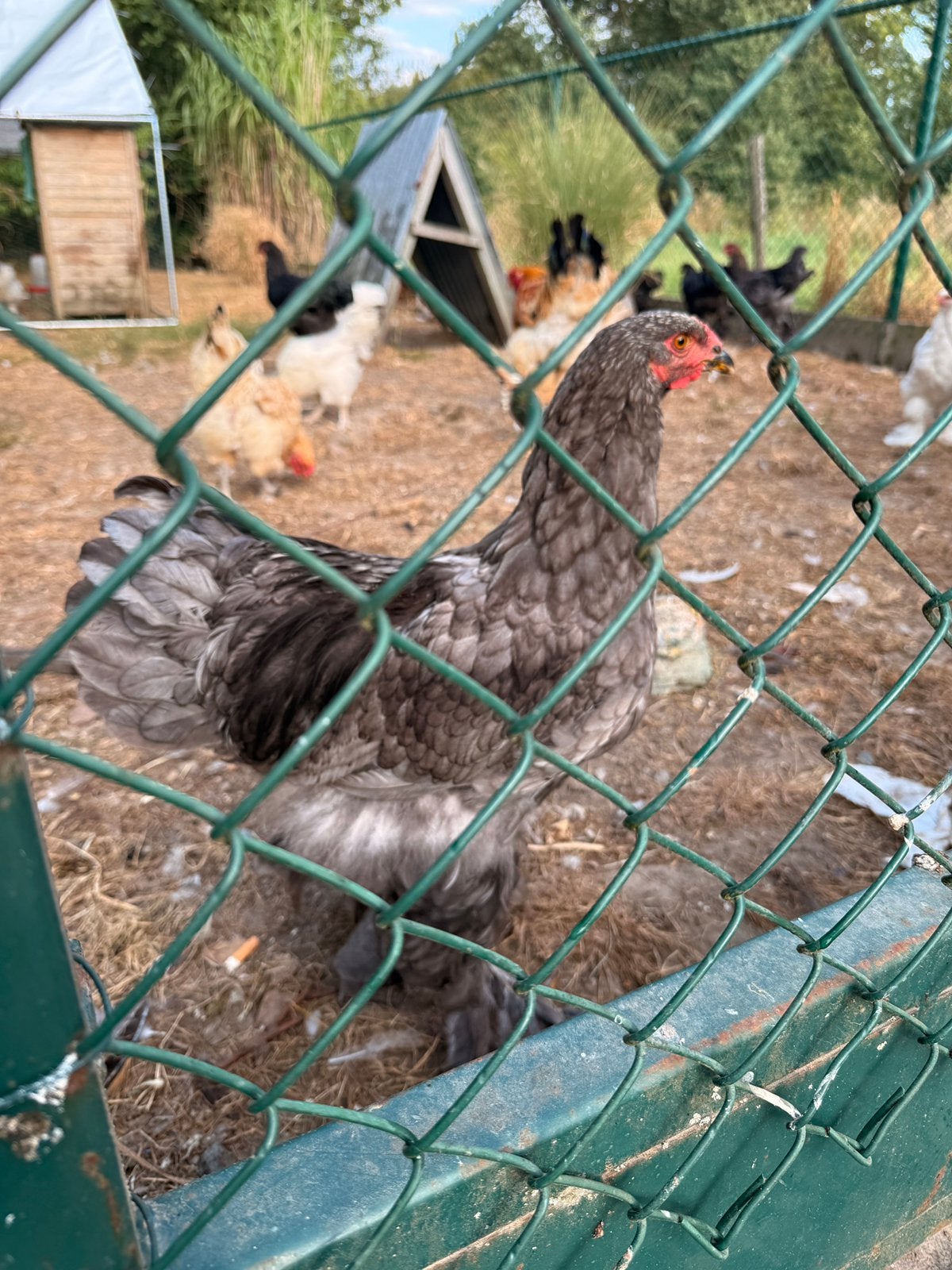 Brahma hanen