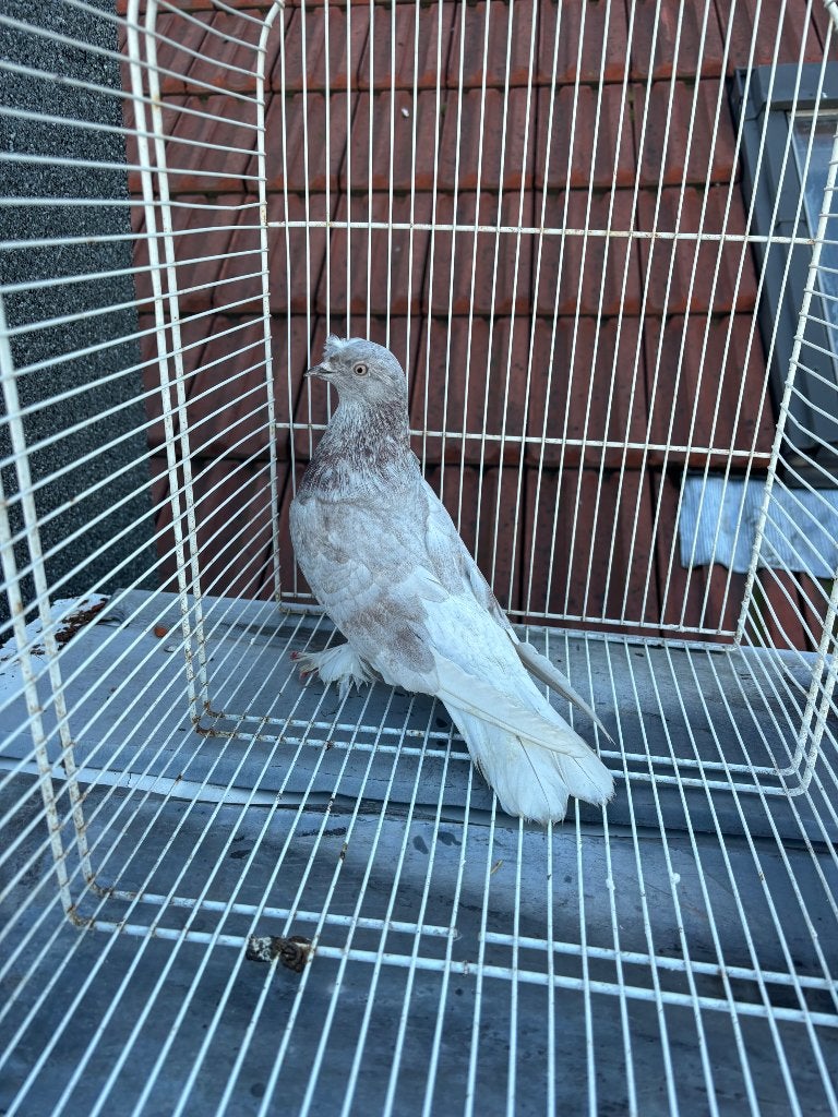 Takla guvercin, Dieren en Toebehoren