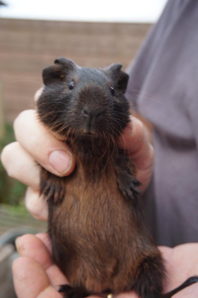 Cavia beertjes, Cavia, April, Mannelijk, Tam