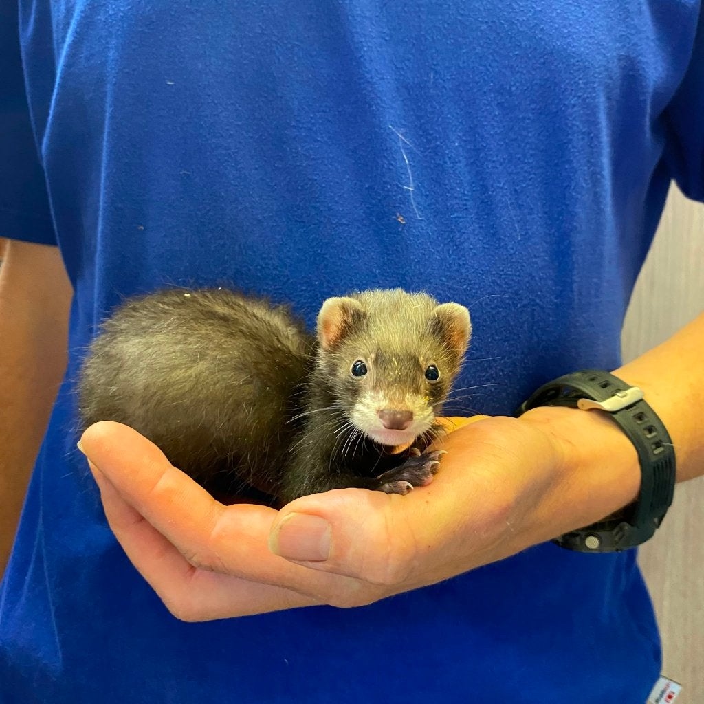 Schattige Microfretjes te koop!, Mei, Meerdere dieren