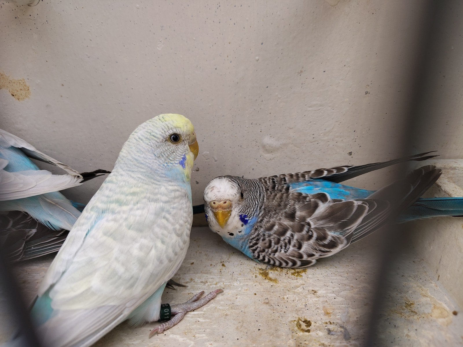 3 grasparkiet poppen, Bagué