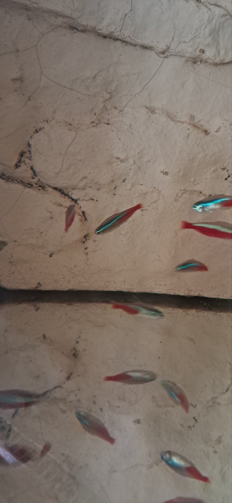 Neon tetra