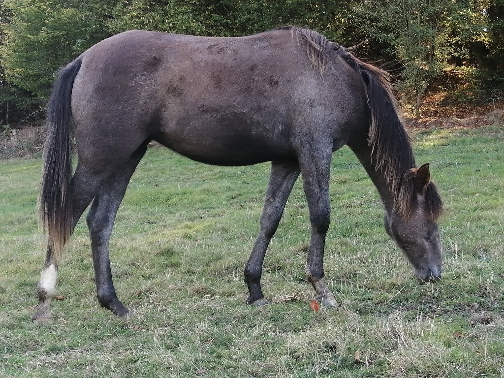 Pouliche BARBE pur, 1 an 1/2, Ne s'applique pas