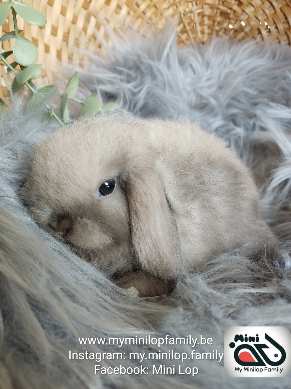 Minilop de race pure, lapin, bélier (transport possible), Animaux & Accessoires, Lapins, Mâle, Nain, Oreilles tombantes, 0 à 2 ans