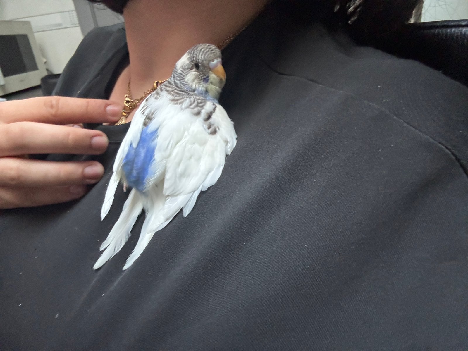 Jonge grasparkiet, Dieren en Toebehoren