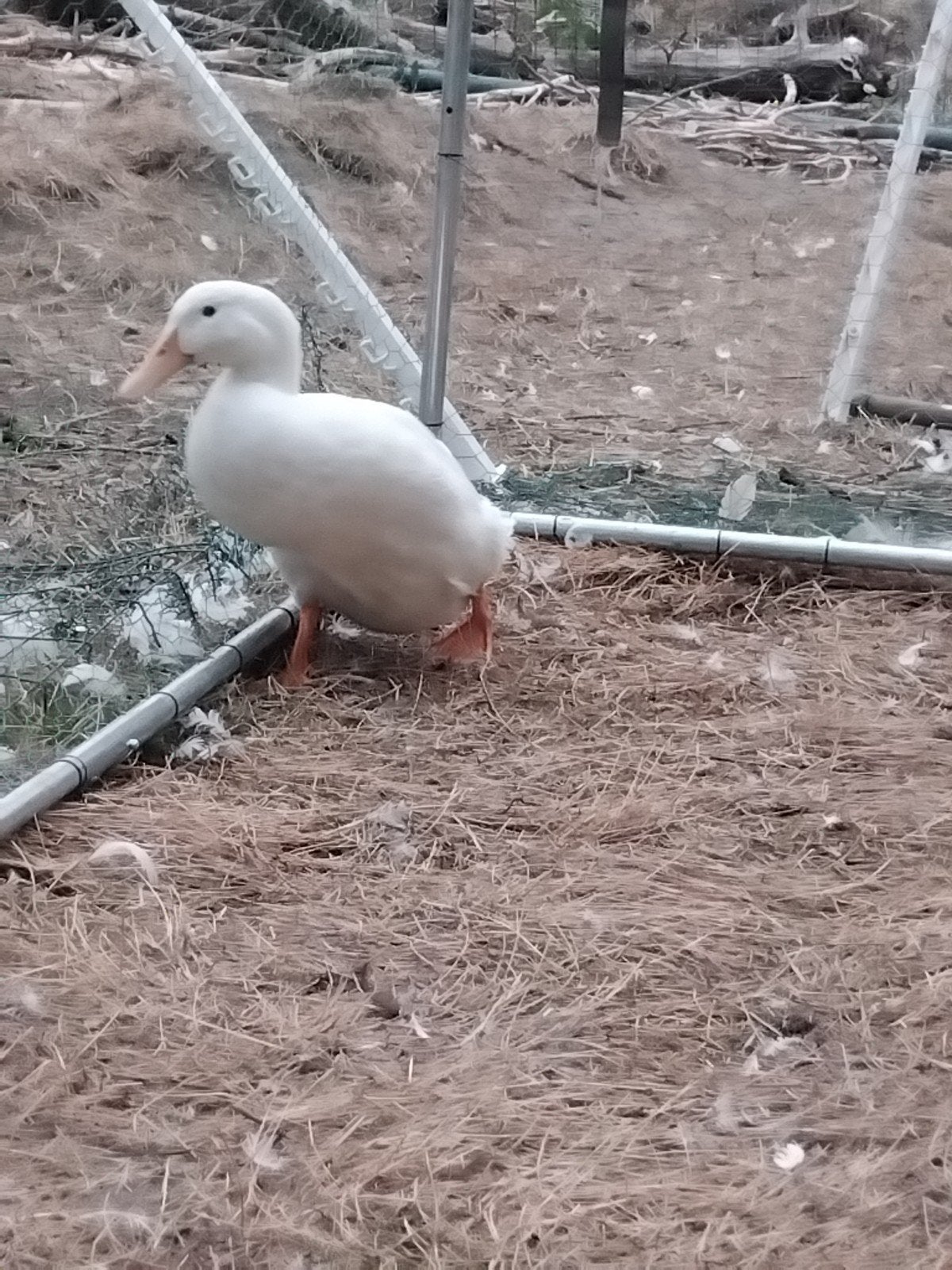 merchemse eend, Animaux & Accessoires, Volatiles, Canard