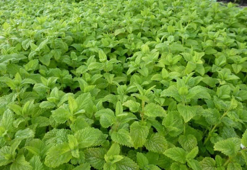 Melissa officinalis, Tuin en Terras, Planten | Tuinplanten, Volle zon, Vaste plant, Zomer, Ophalen