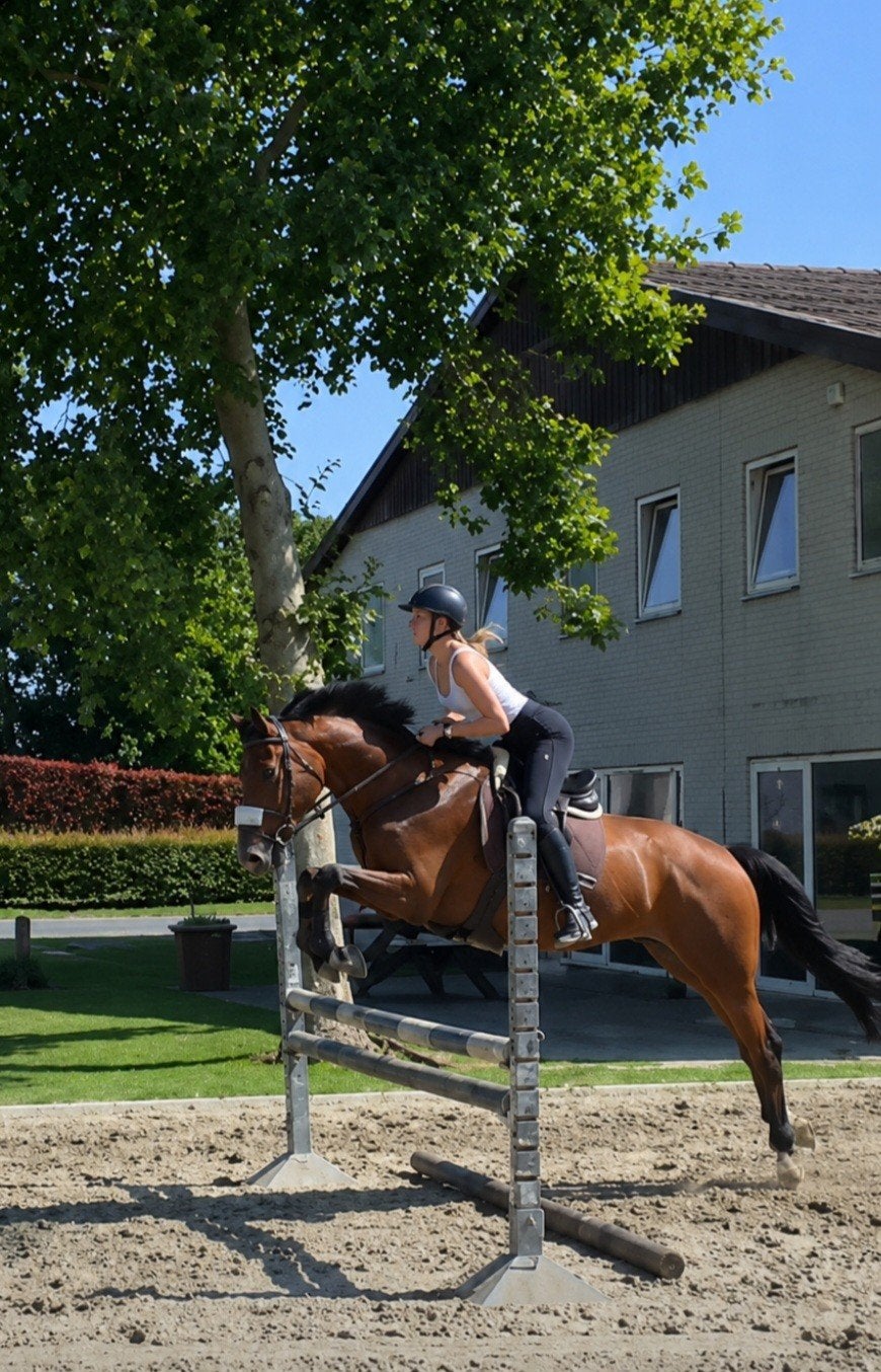 Topper voor de toekomst!, Hongre, Avec pedigree, 160 à 165 cm, Cheval de saut