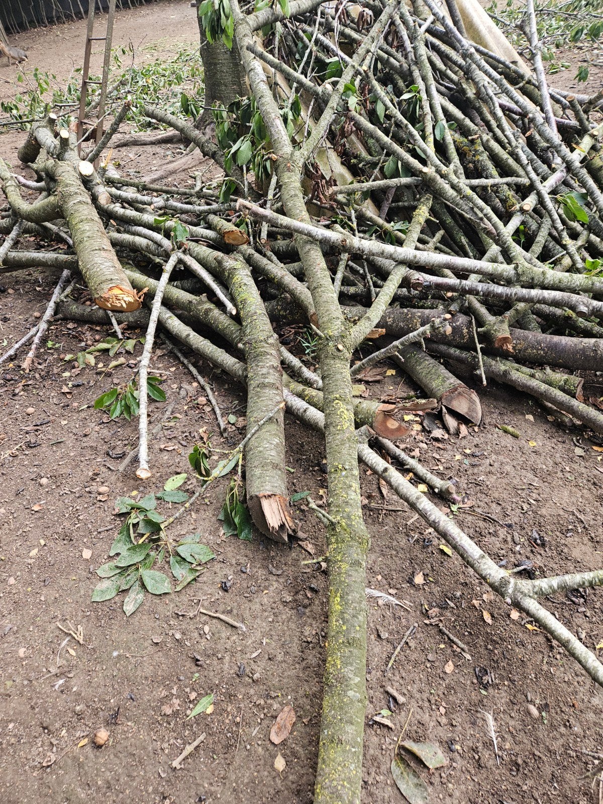 bois de chauffage, bois de cerisier, Moins de 3 m³, Enlèvement, Autres essences de bois, Branches