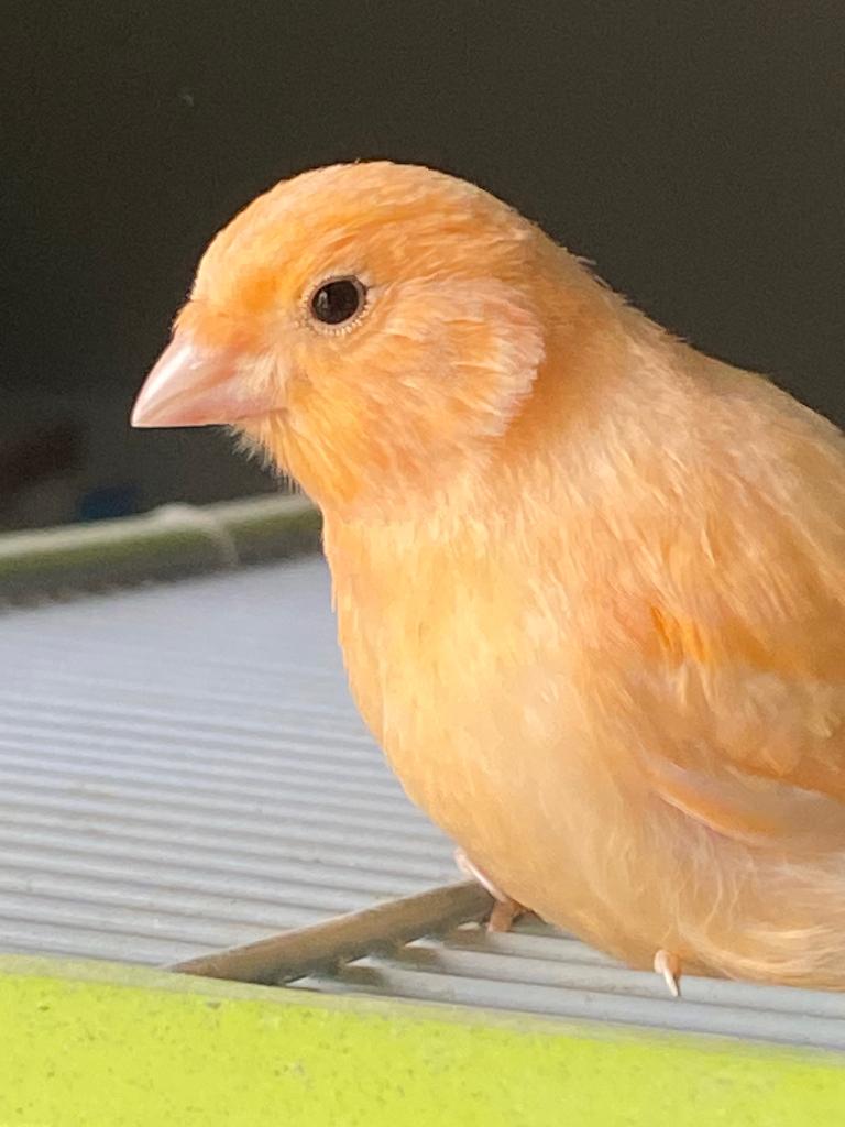 3 jonge kanaries (regio Staden), Plusieurs animaux, Canari chanteur