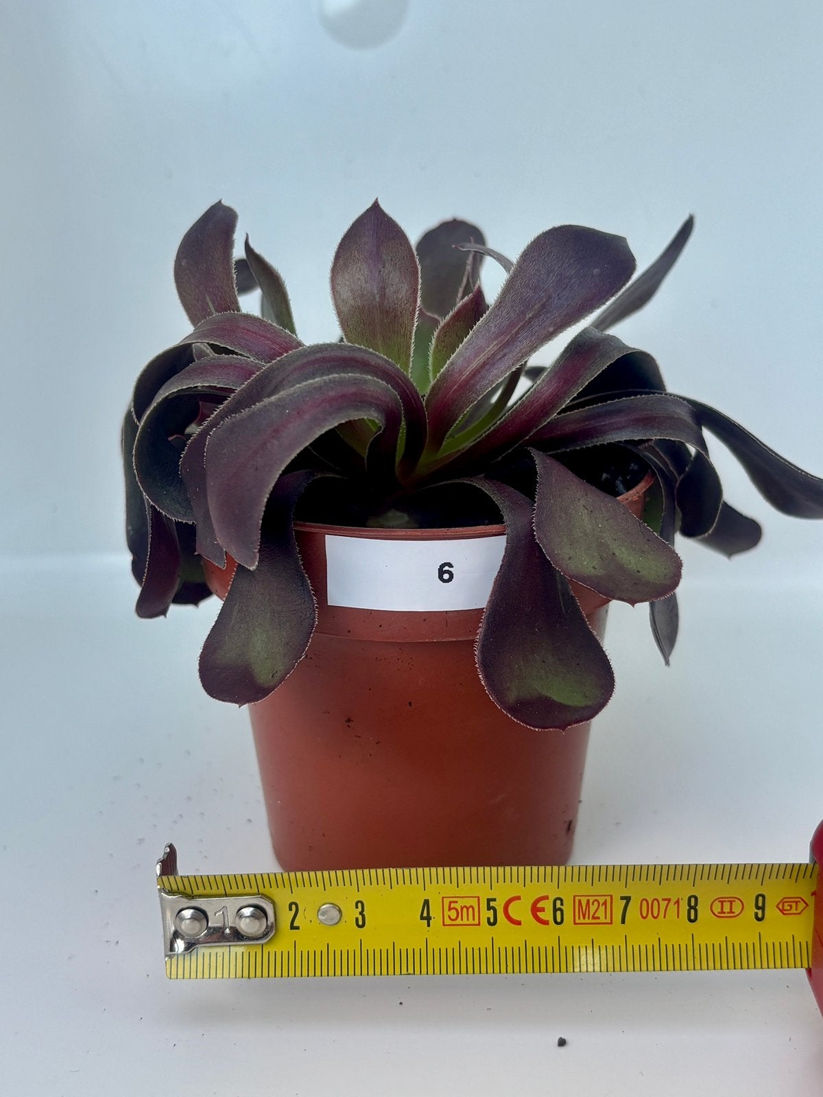 Aeonium arboreum Schwarzkopf, Plante succulente, En pot, Plein soleil, Moins de 100 cm