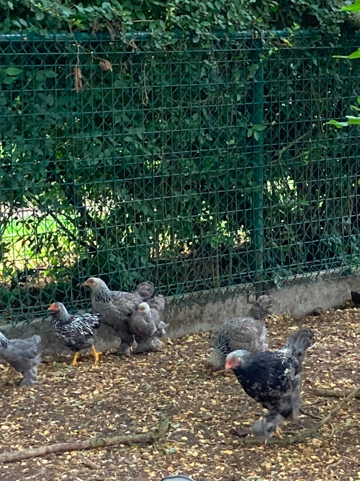 Koppels brahma hoen meerzomig zilverpatrijs, Dieren en Toebehoren, Pluimvee, Meerdere dieren, Kip