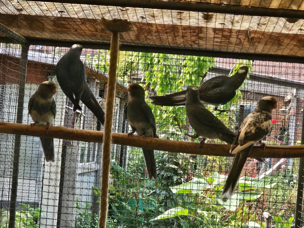 Jonge blauwe bonte pennanten, Meerdere dieren, Parkiet, Geringd
