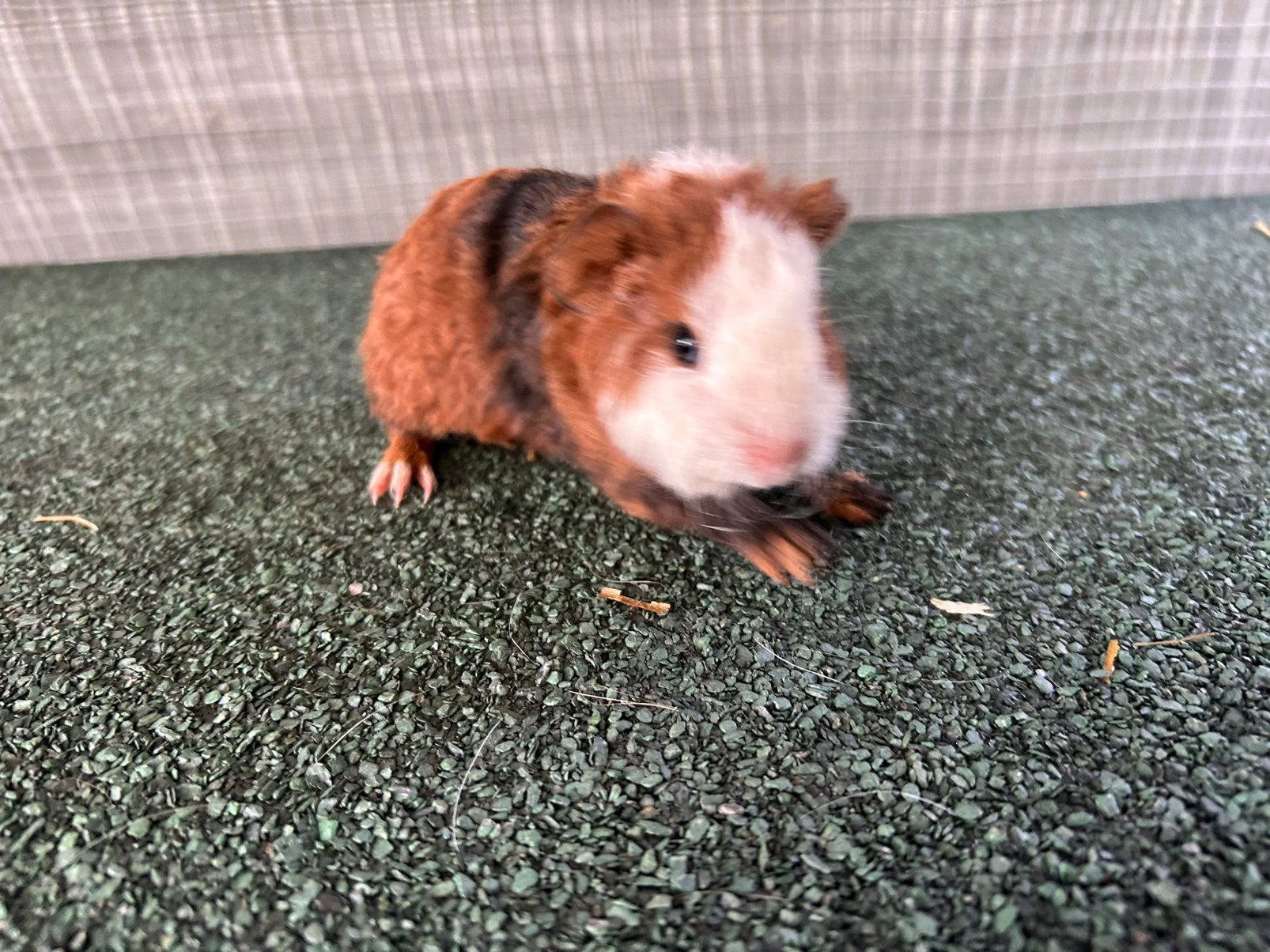 Tricolor Teddy beertje (man) ( ter reservatie 2weekjes weg), Août, Mâle, Domestique, Cobaye
