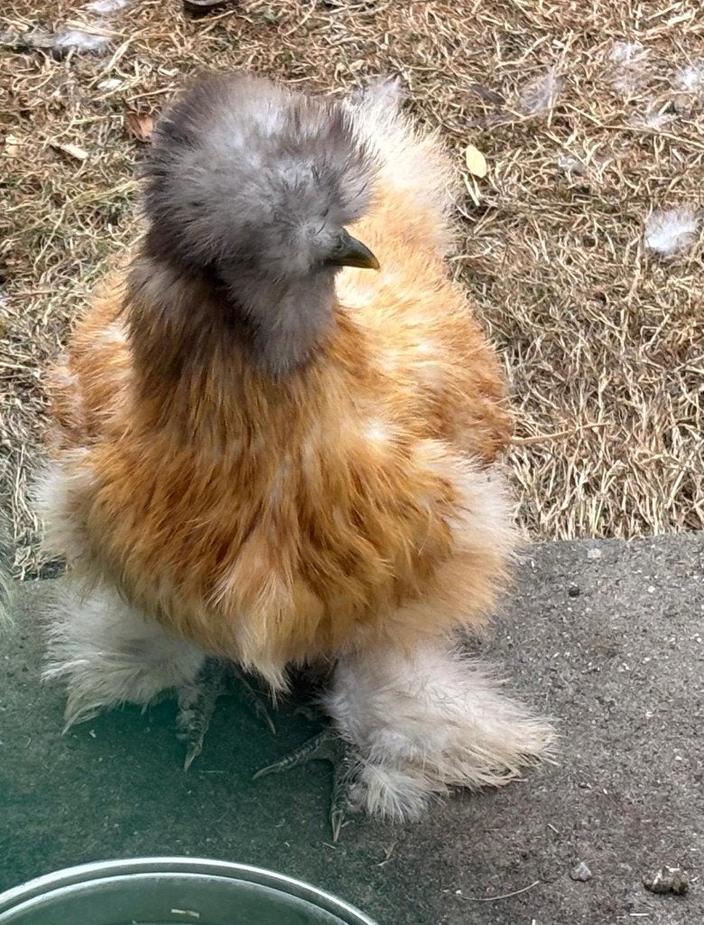 Zijdehoen hen, Femelle, Poule ou poulet