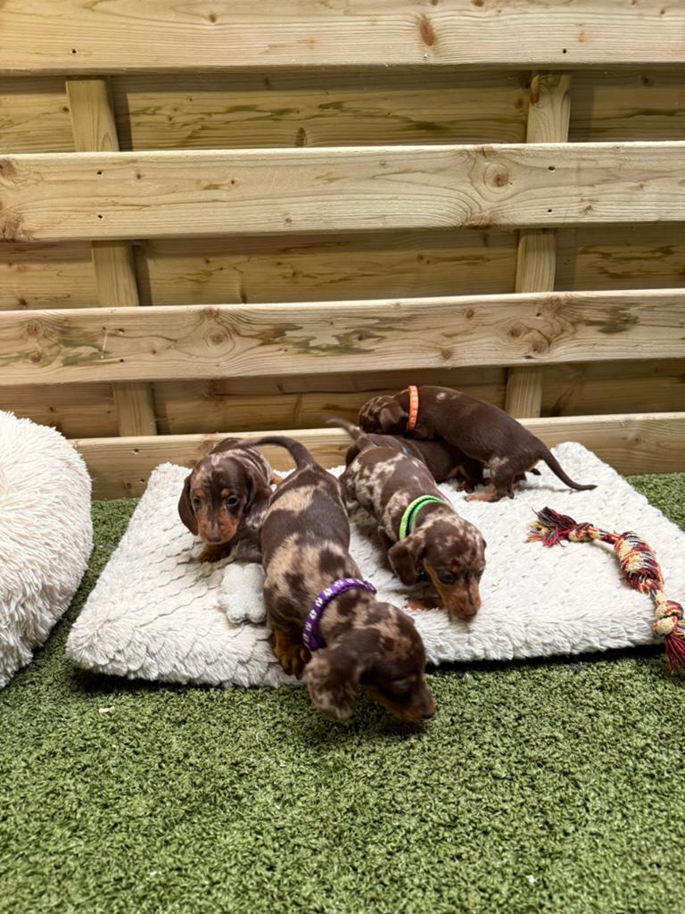 Prachtige kortharige dwergteckel pups, Dieren en Toebehoren, Honden | Teckels en Dashonden, Reu, Korthaar, Dwerg, Fokker | Professioneel