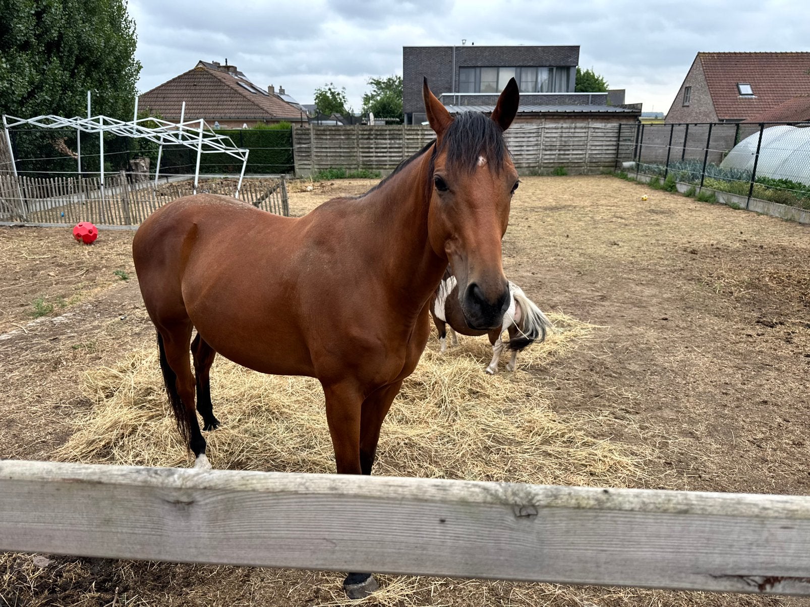 8jarige ruin 1m68, Dieren en Toebehoren, Paarden, Ruin, Zadelmak, 165 tot 170 cm, 7 tot 10 jaar