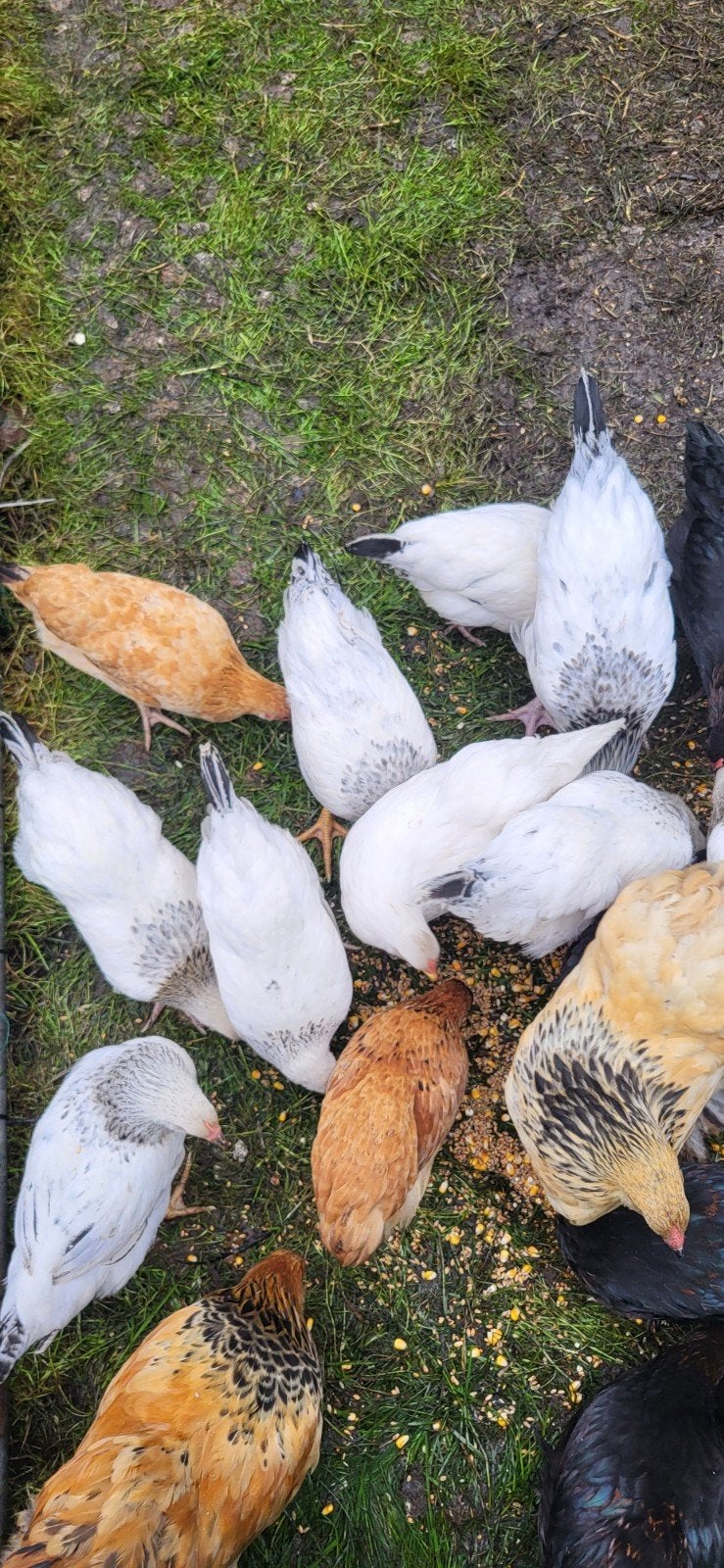 Poule et coq sussex pure race