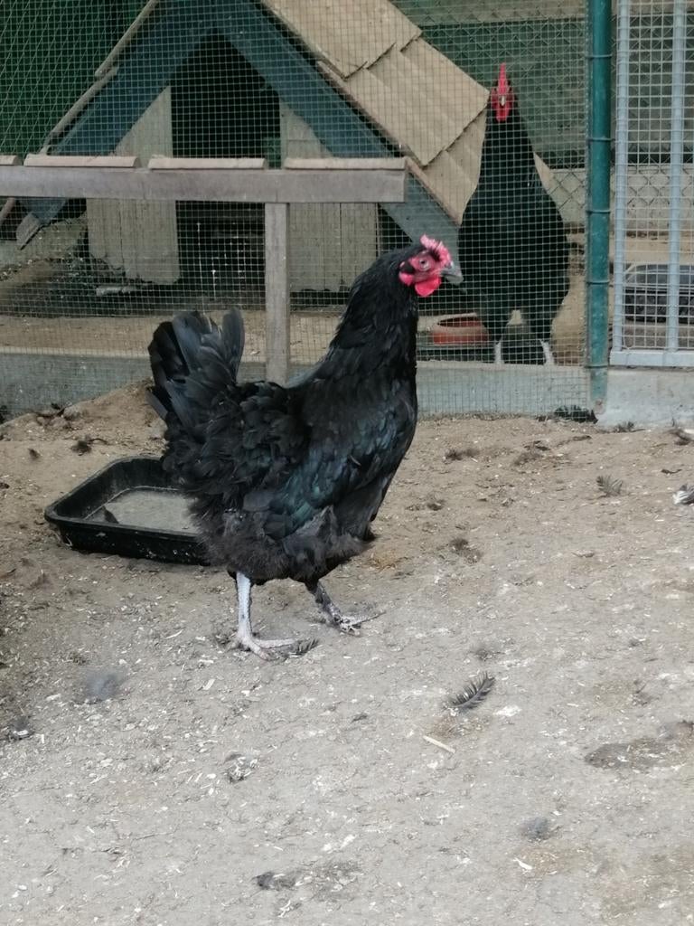 Kuikens, hennetjes van marans, Dieren en Toebehoren, Pluimvee, Kip, Vrouwelijk