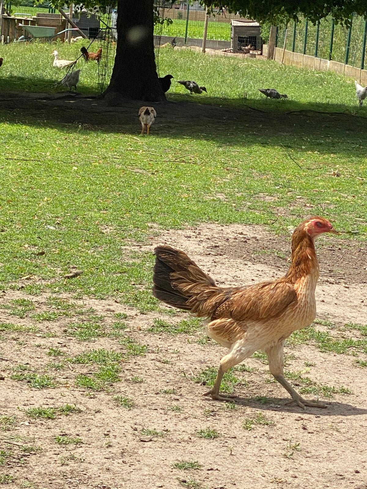 Trio kippen, Meerdere dieren, Kip
