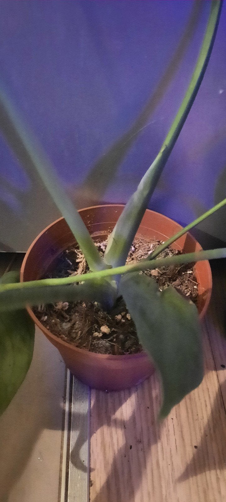 monstera deliciosa home made en substrat!, Autres espèces, En pot, Plante à fleurs, Moins de 100 cm