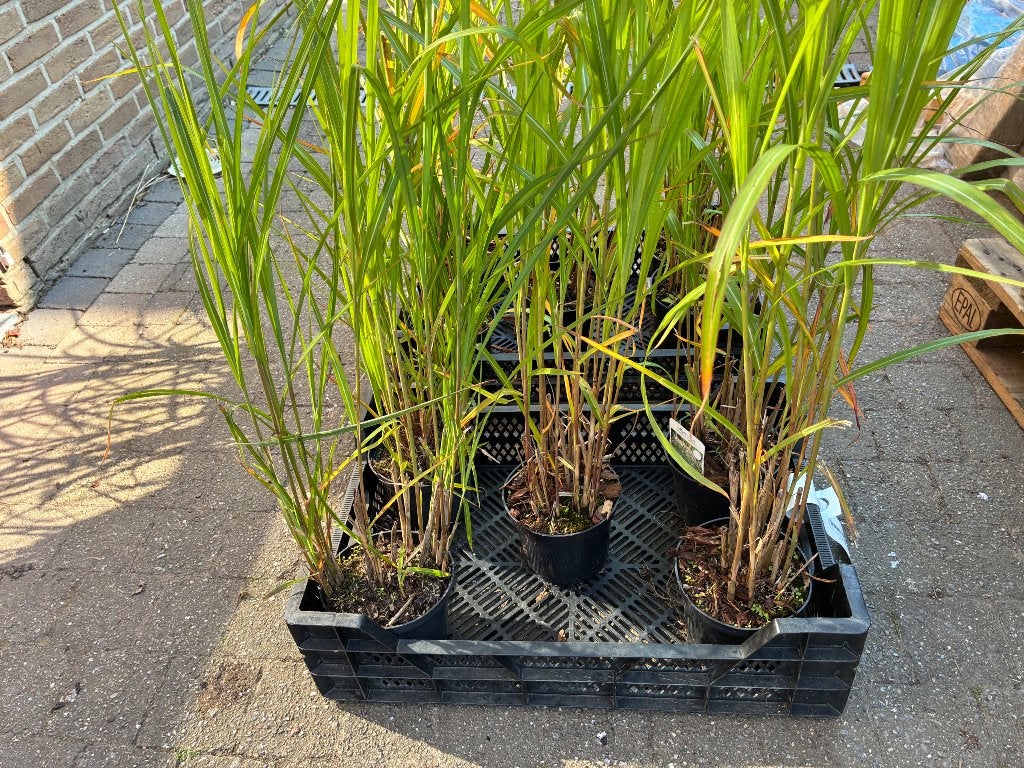 Siergras Miscanthus ‘Silberfeber’ 10 stuks, Ophalen