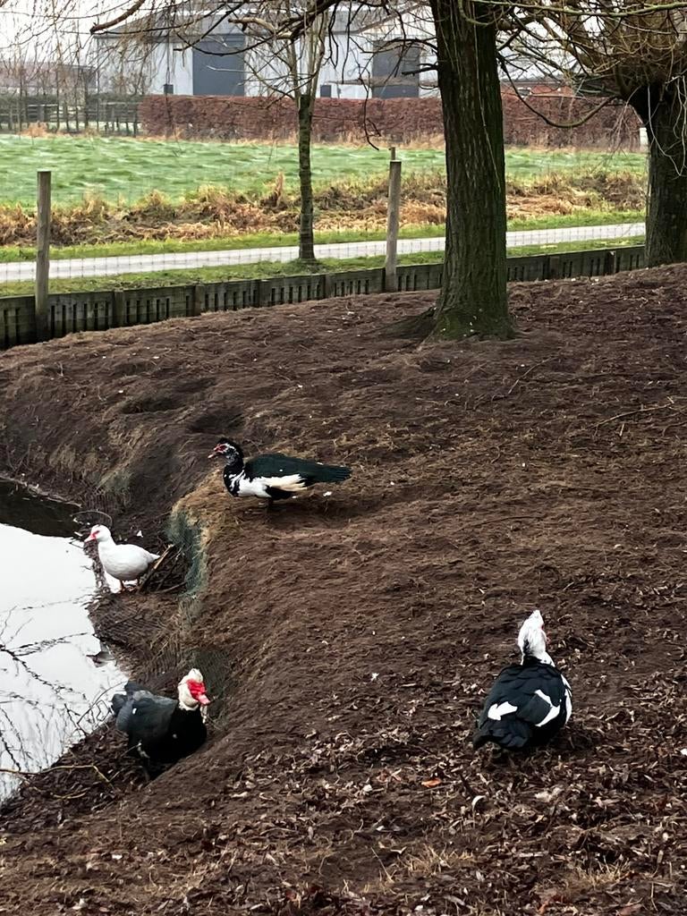 Barbarie eenden, Meerdere dieren, Eend