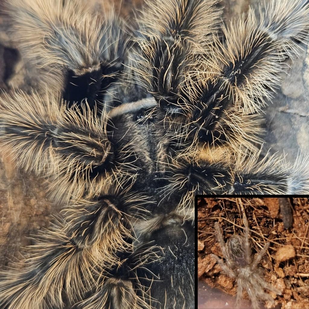 Tliltocatl albopilosus nicaragua slings L3/4, Dieren en Toebehoren, Insecten en Spinnen