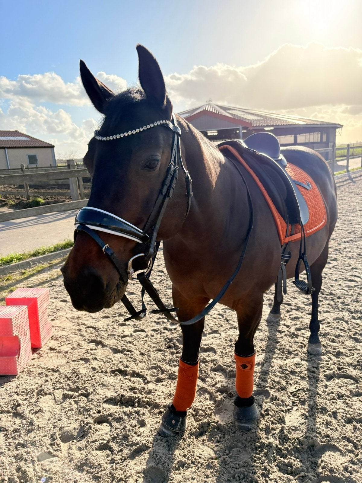 Halve stal gezocht ️, 11 ans ou plus, Poney D (1.37 m à 1.48m), Ne s'applique pas, Jument