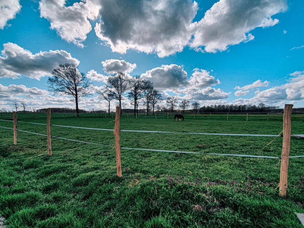 WEIDE TE KOOP/TE HUUR GEZOCHT OMGEVING LEUVEN, Dieren en Toebehoren