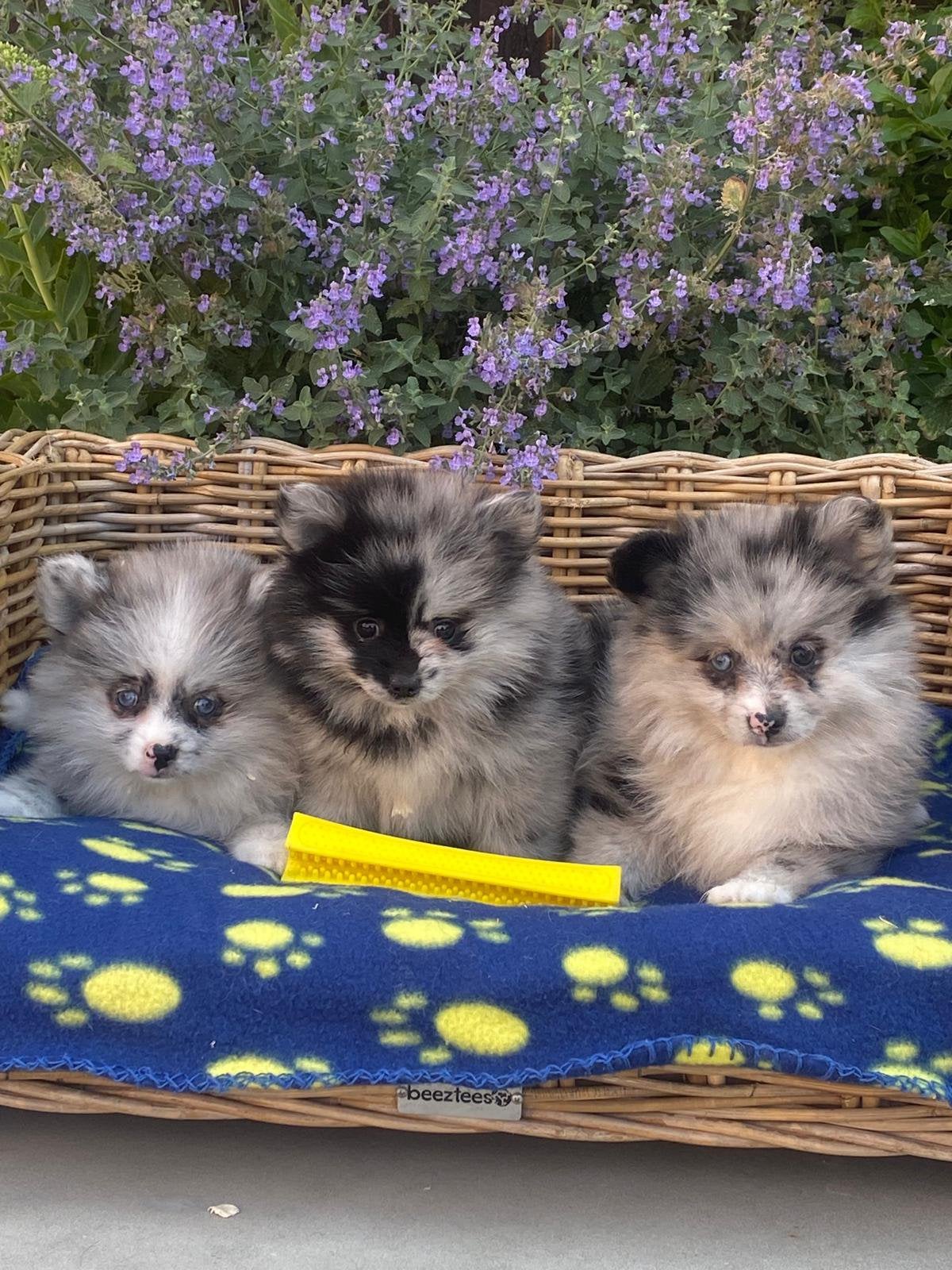 Dwergkeesjes, Dieren en Toebehoren, Honden | Poolhonden, Keeshonden en Oertypen, Meerdere dieren, Keeshond, Fokker | Professioneel