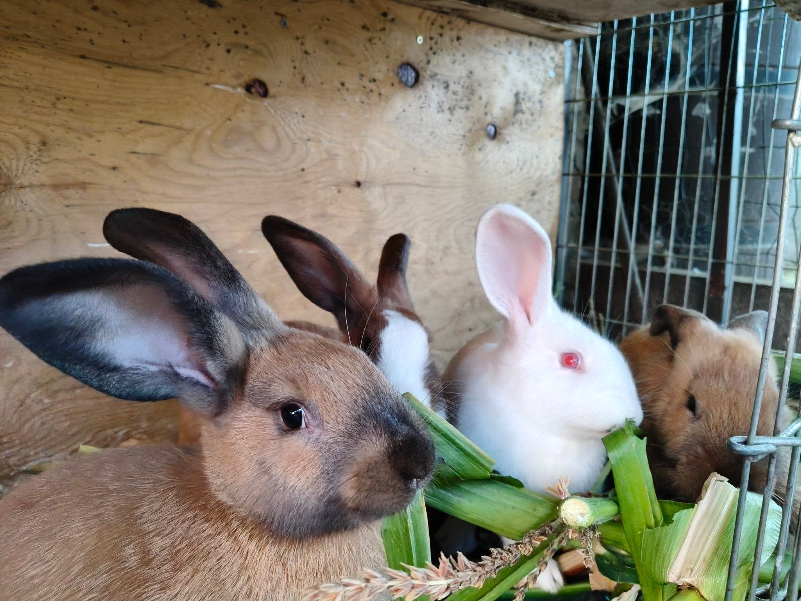 Konijnen, Dieren en Toebehoren, Konijnen