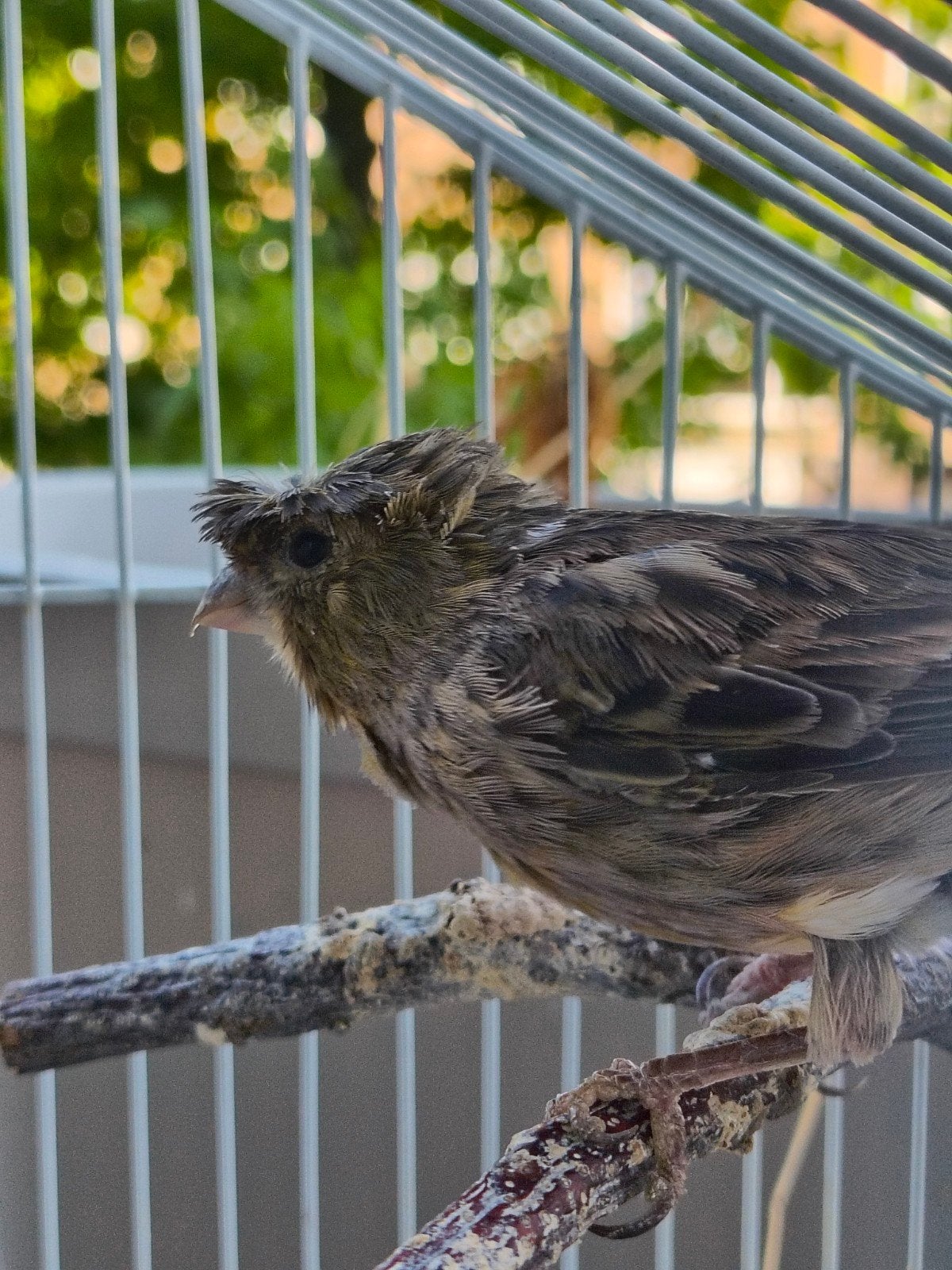 Mooie Kuif Kanarie Pop, Femelle, Canari de posture