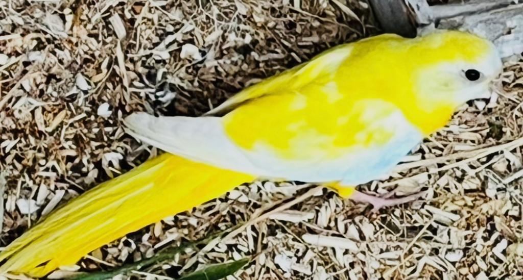Recherche 2 mâles Turquoisines