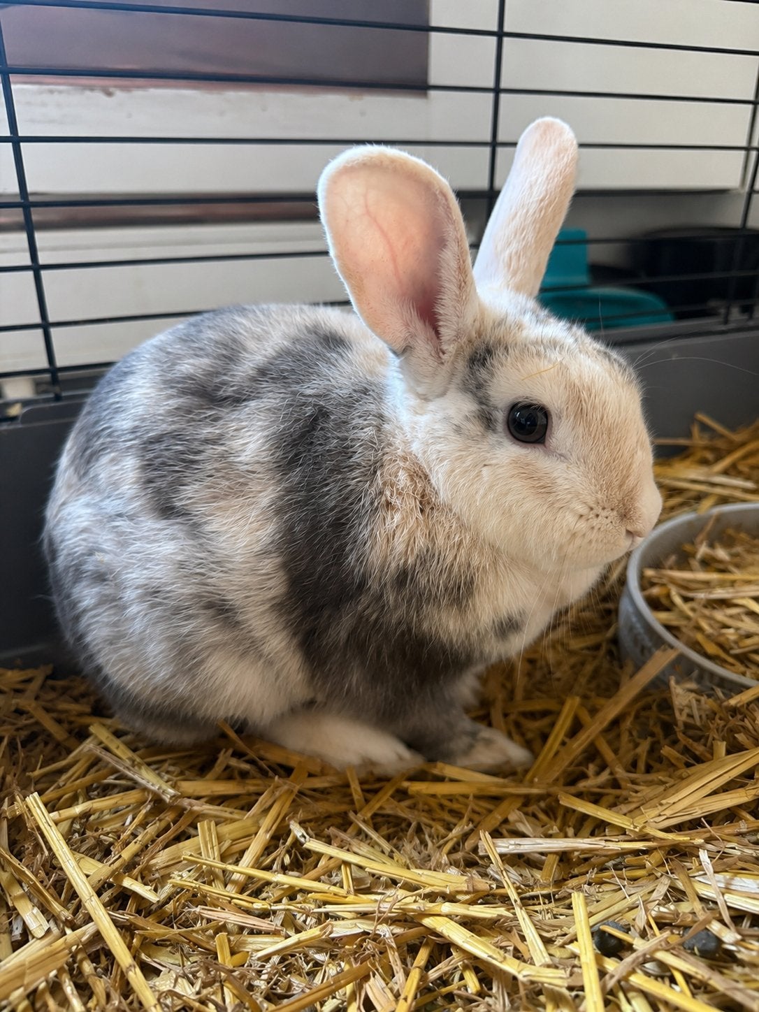 Lief dwergkonijn voedster te koop (7 maand oud met paspoort), Dieren en Toebehoren, Konijnen, Vrouwelijk, Dwerg, 0 tot 2 jaar