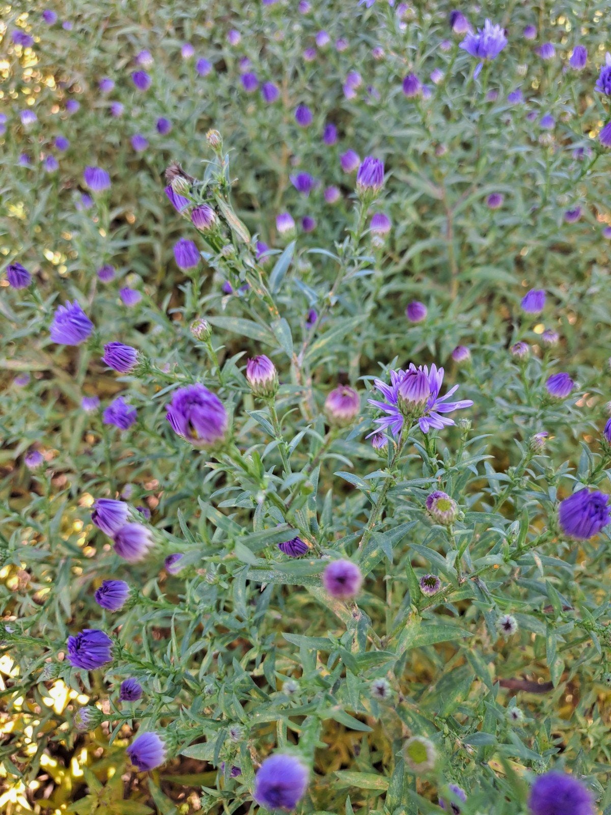 Aster Anton Kippenberg, Tuin en Terras, Ophalen