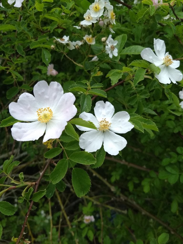 Rosa canina – Hondsroos., Tuin en Terras, Ophalen