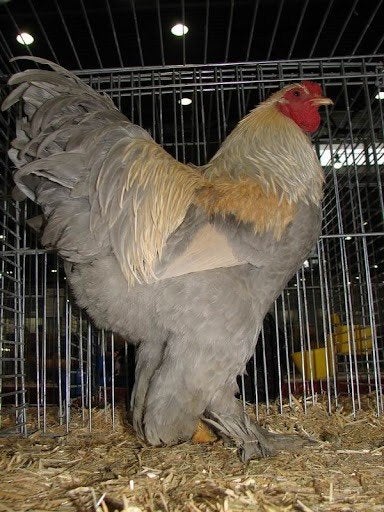 gezocht brahma isabel haan