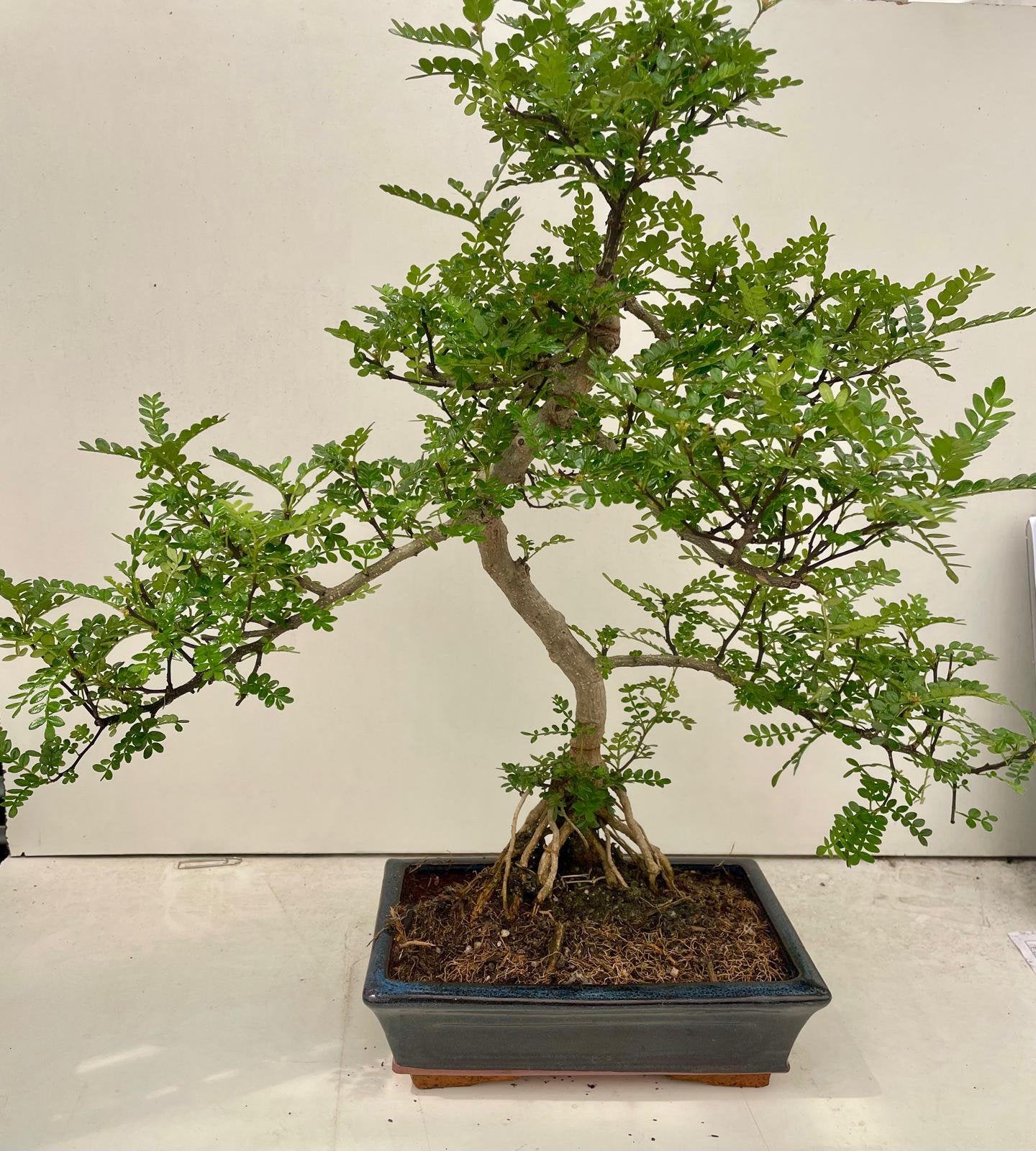 Zanthoxyllum (peperboom) Bonsai, Tuin en Terras, Ophalen