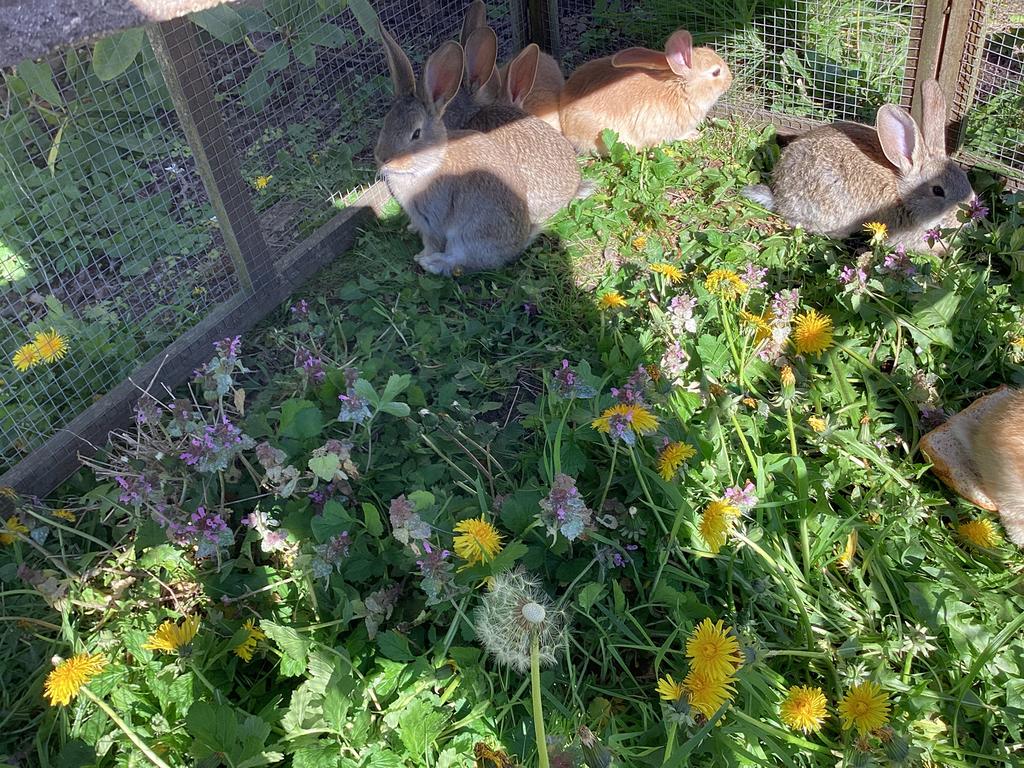 Konijnen, Dieren en Toebehoren, Konijnen