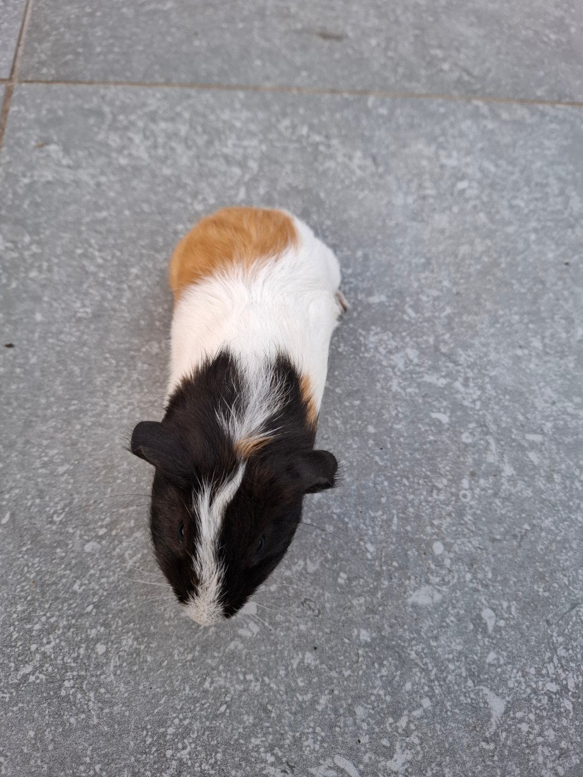 Cavia beer, Animaux & Accessoires, Septembre, Mâle, Cobaye