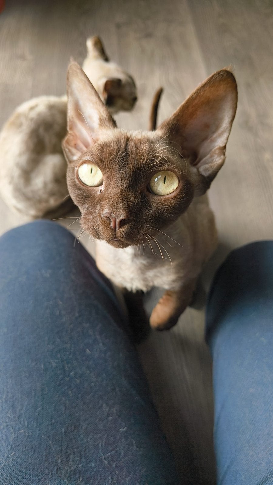 Lieve devon rex dekkater te koop, Kater, Met stamboom, 0 tot 2 jaar
