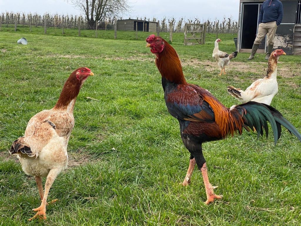Indio gigante : œufs à couver    Le plus grand coq du monde, Plusieurs animaux, Poule ou poulet