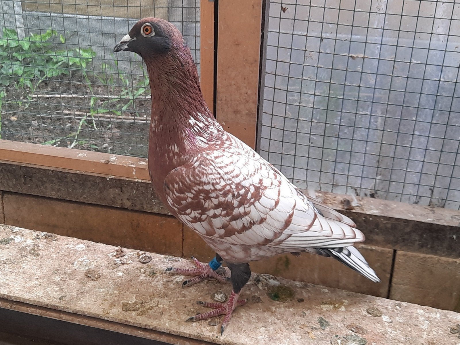 duivin 2026, Dieren en Toebehoren, Postduif