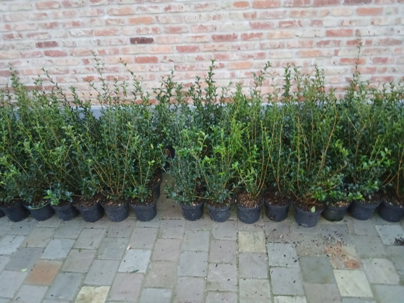 ‼️kwaliteits osmanthus Burkwoodii aan stuntprijzen‼️, Enlèvement, Taxus