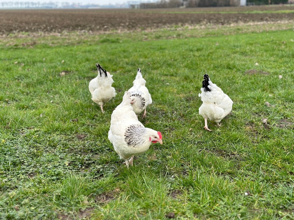 Jonge tamme Sussex kippen gesekst en ingeënt, Dieren en Toebehoren, Vrouwelijk, Kip